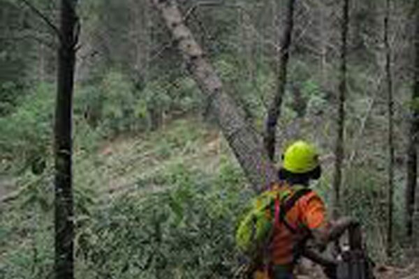 safety_management_forestry_alliance_solutions_11