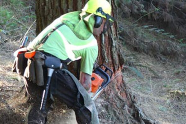 safety_management_forestry_alliance_solutions_2