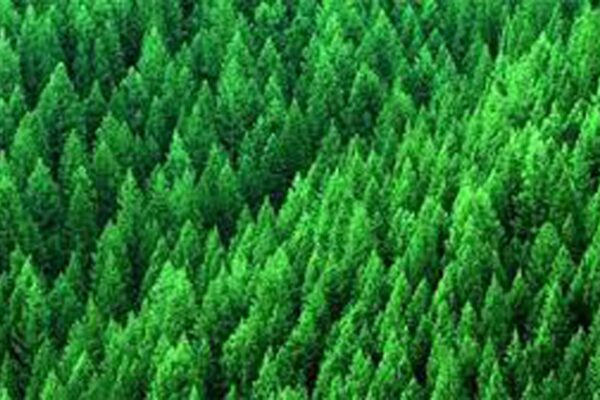 safety_management_forestry_alliance_solutions_8